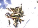 IMG0080A.jpg